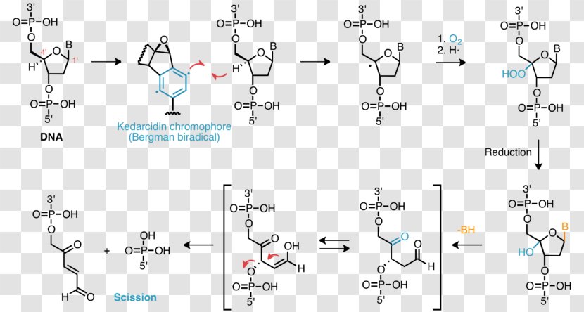 Free Radical Damage To DNA Hydrogen Atom Abstraction - Hydroxy Group - Diagram Transparent PNG