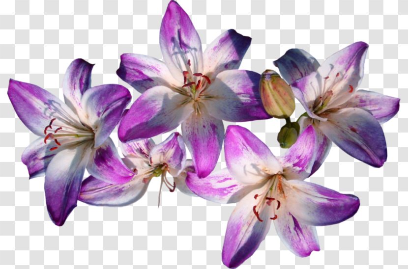 Flowering Plant Lily Violet - Data Compression - Blog Transparent PNG