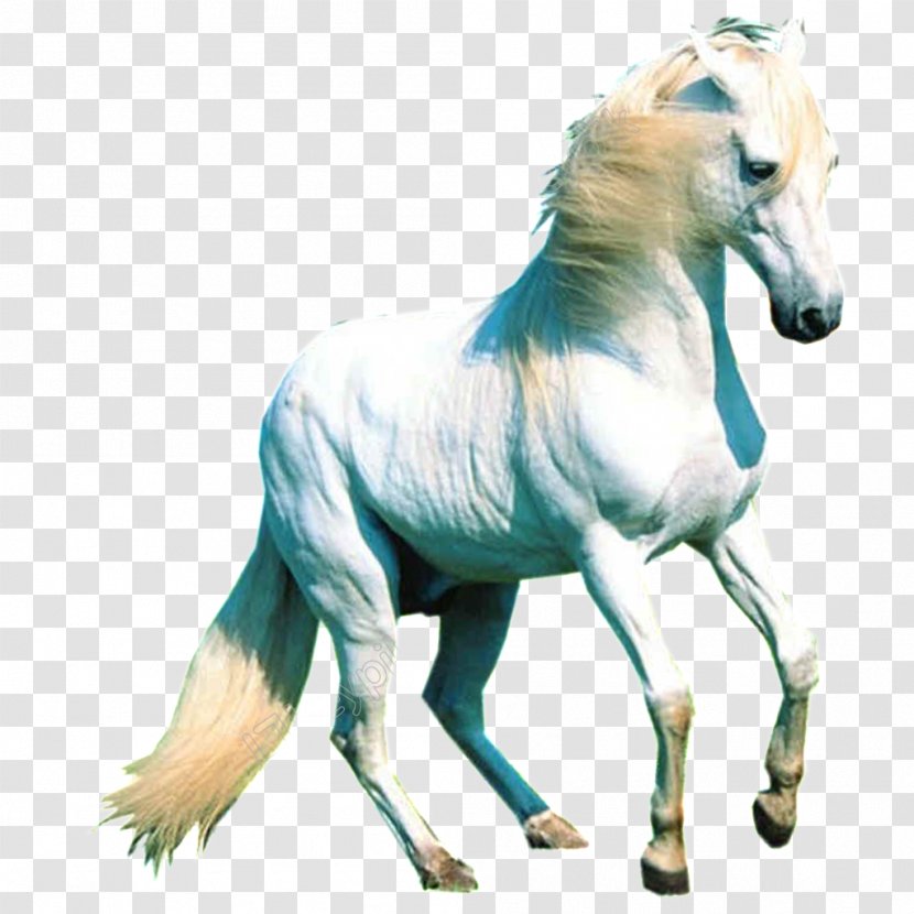 Arabian Horse Desktop Wallpaper Pony White Stallion - Mythical Creature - Caballo De Carrusel Transparent PNG