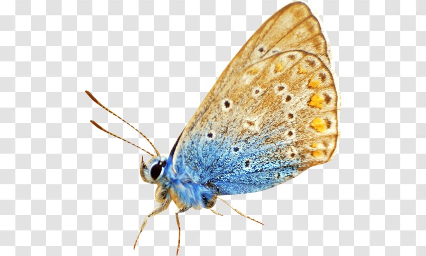 Lycaenidae Butterfly Moth Clip Art - Moths And Butterflies Transparent PNG