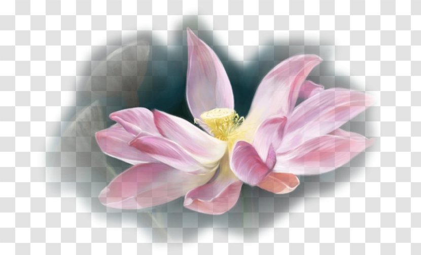 Pink M MTN Group Lotus-m RTV - Lotus Family - Flower Transparent PNG