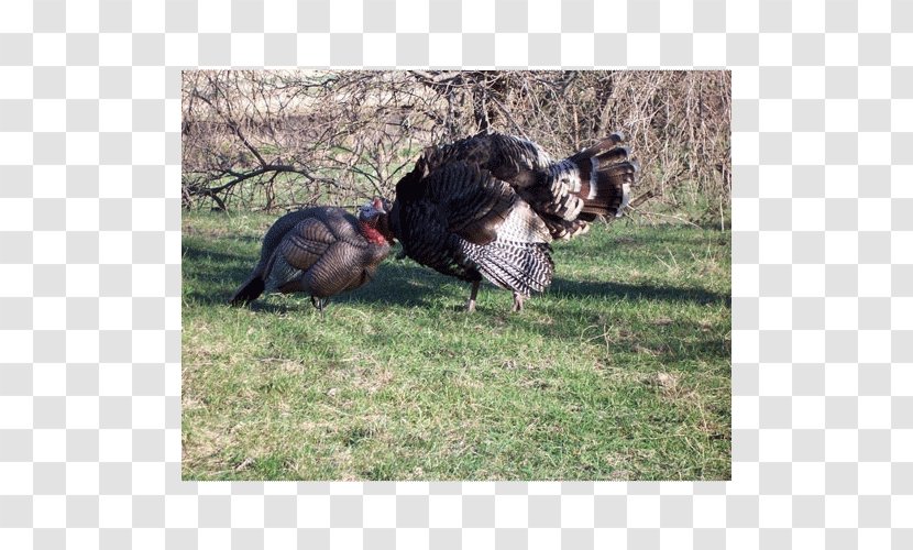 Domesticated Turkey Dakota Decoy LLC Hunting - Beak - Fauna Transparent PNG