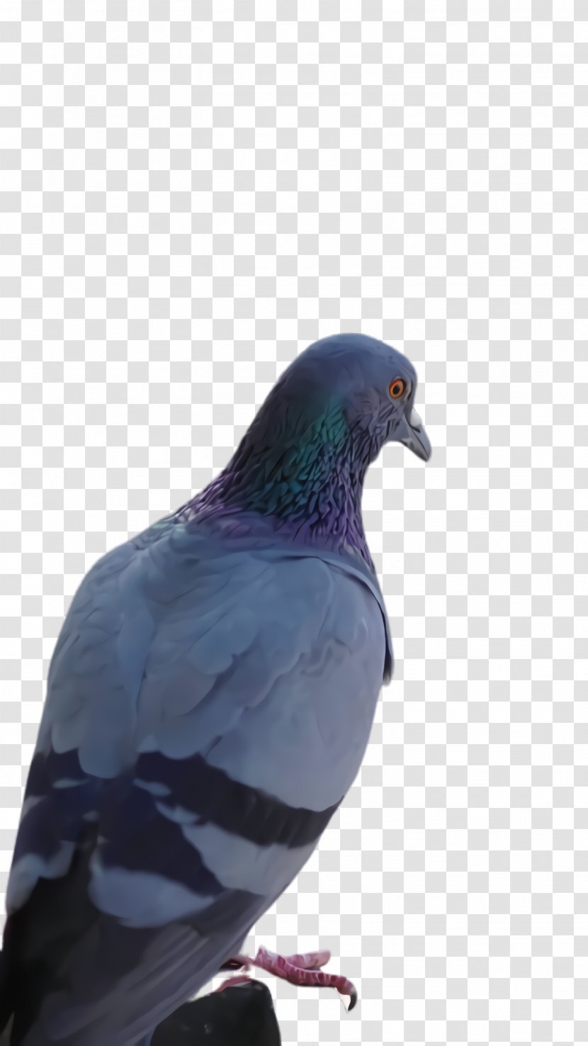 Feather - Stock Dove - Leg Blue Transparent PNG