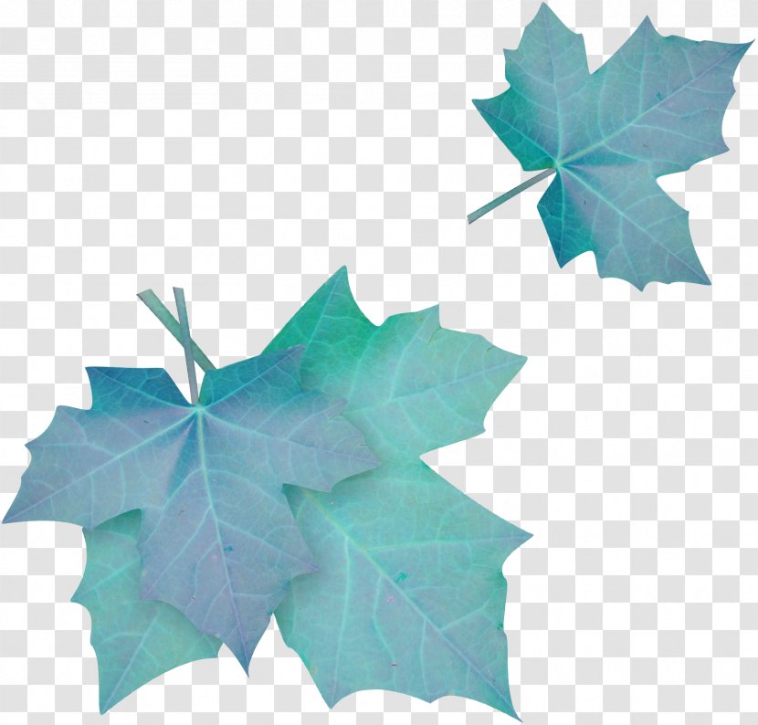 Leaf Sky Blue Clip Art - Tree - Autumn Leaves Transparent PNG