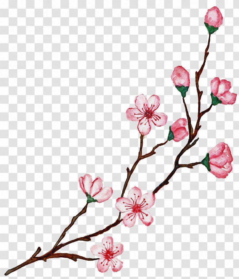 Wedding Spring Flowers - Plant Stem - Bud Pedicel Transparent PNG