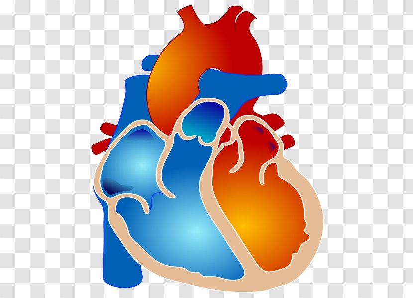 Tetralogy Of Fallot Congenital Heart Defect Cyanotic Ventricular Septal - Flower - Human Transparent PNG