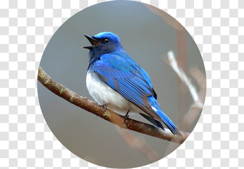 Birdwatching Blue Jay 野鳥 Blue-and-white Flycatcher - Songbird - Thiago Alcantara Transparent PNG