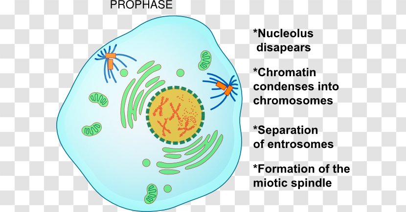 Prophase Mitosis Metaphase Telophase Cell Division - Anaphase - Chromosomal Crossover Transparent PNG
