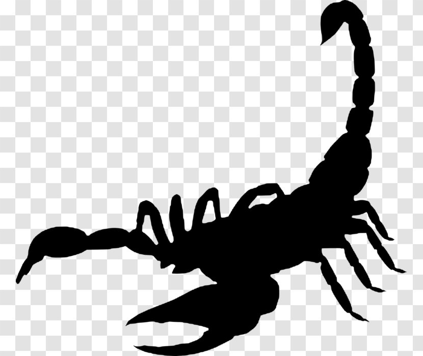 Scorpion Sting The - Arthropod Transparent PNG