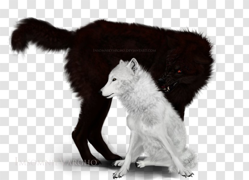Gray Wolf Fur White Wildlife Fox News - Keto Transparent PNG