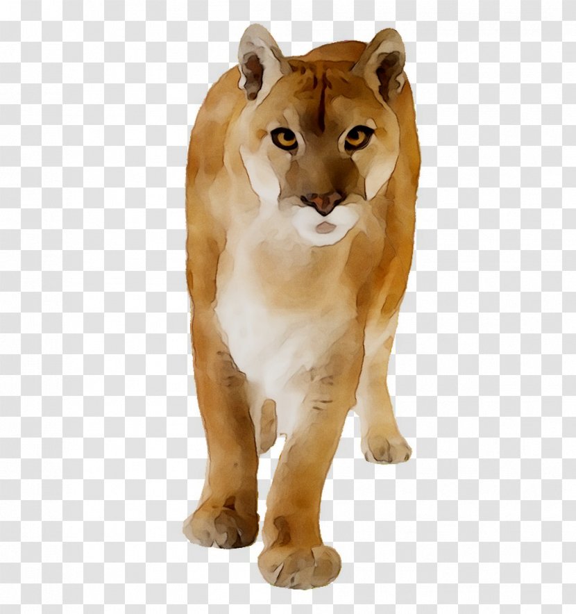 Lion Cougar Big Cat Black Panther - Terrestrial Animal Transparent PNG