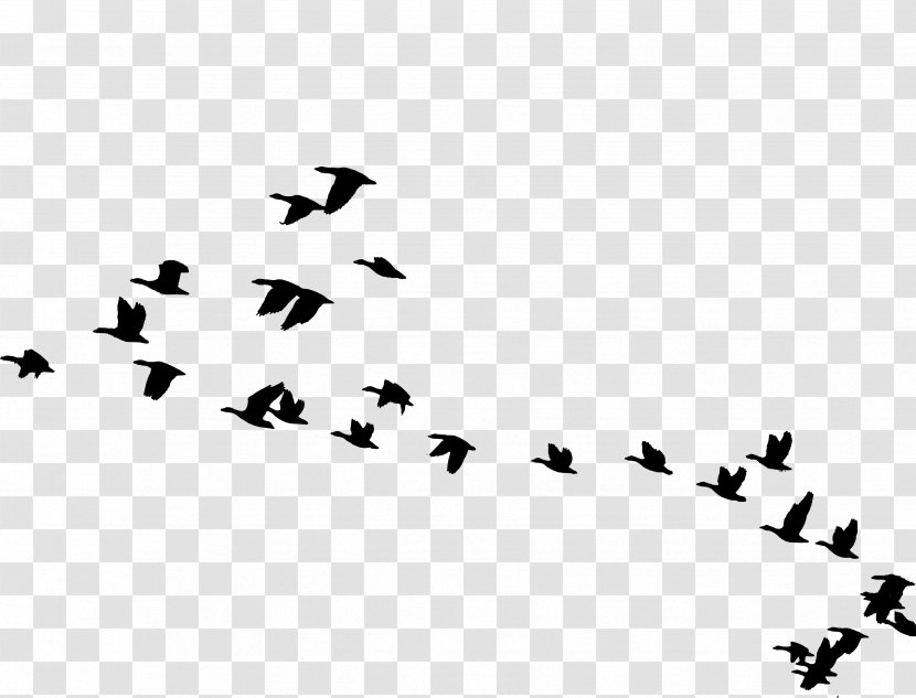 Bird Migration Goose Flight Flock - Silhouette Transparent PNG