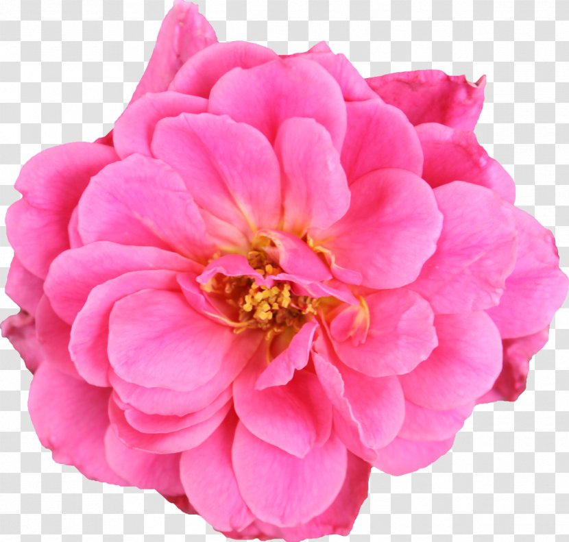 Garden Roses Cabbage Rose Cut Flowers Floribunda - Photography - Flores Mexicanas Transparent PNG