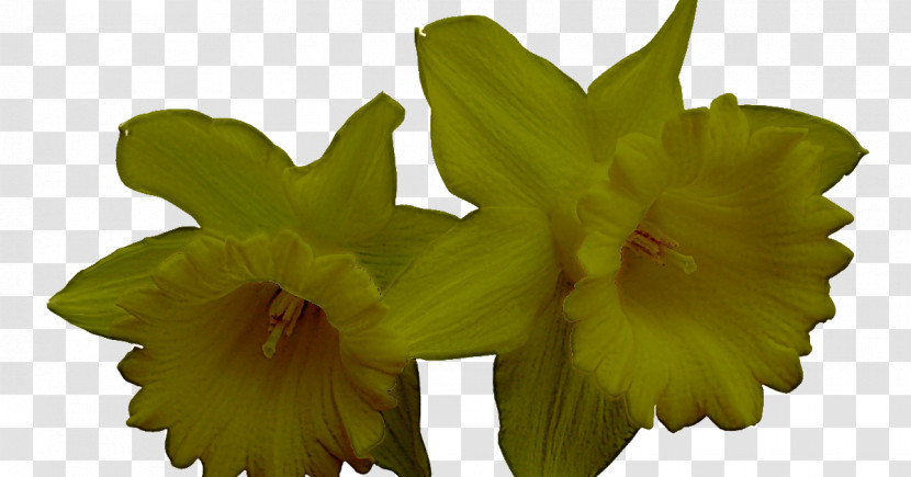Flower Plant Yellow Petal Wood Sorrel Family Transparent PNG