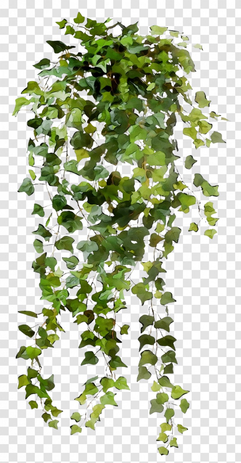 Common Ivy Leaf Vine Hanging Basket Plants - Canoe Birch - Plant Stem Transparent PNG