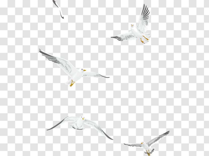 Gulls Bird - Flying White Seagull Vector Material Transparent PNG