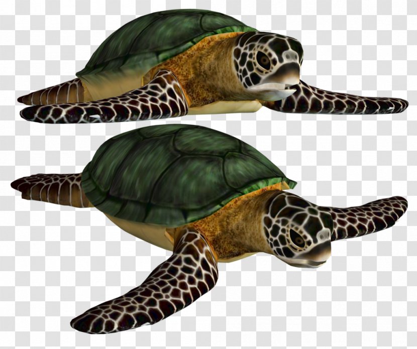 Green Sea Turtle - Emydidae - Best Clipart Transparent PNG