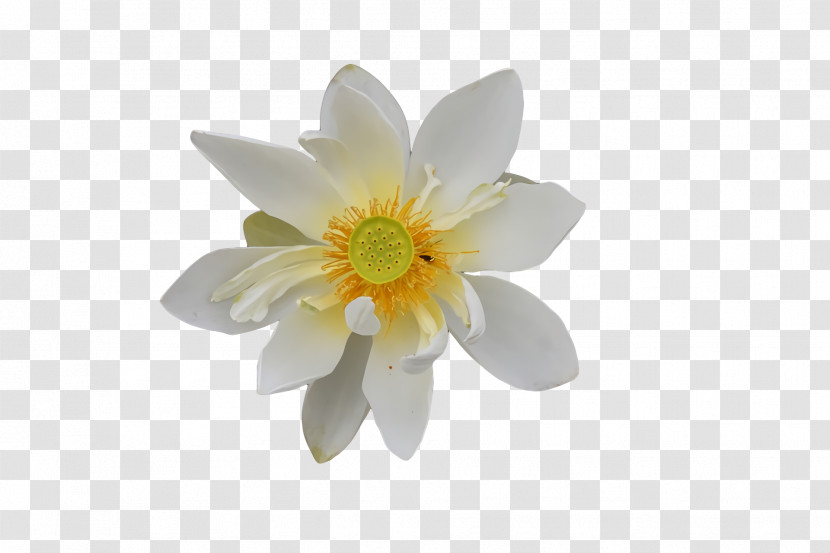 White Flower Royalty-free Color Yellow Transparent PNG