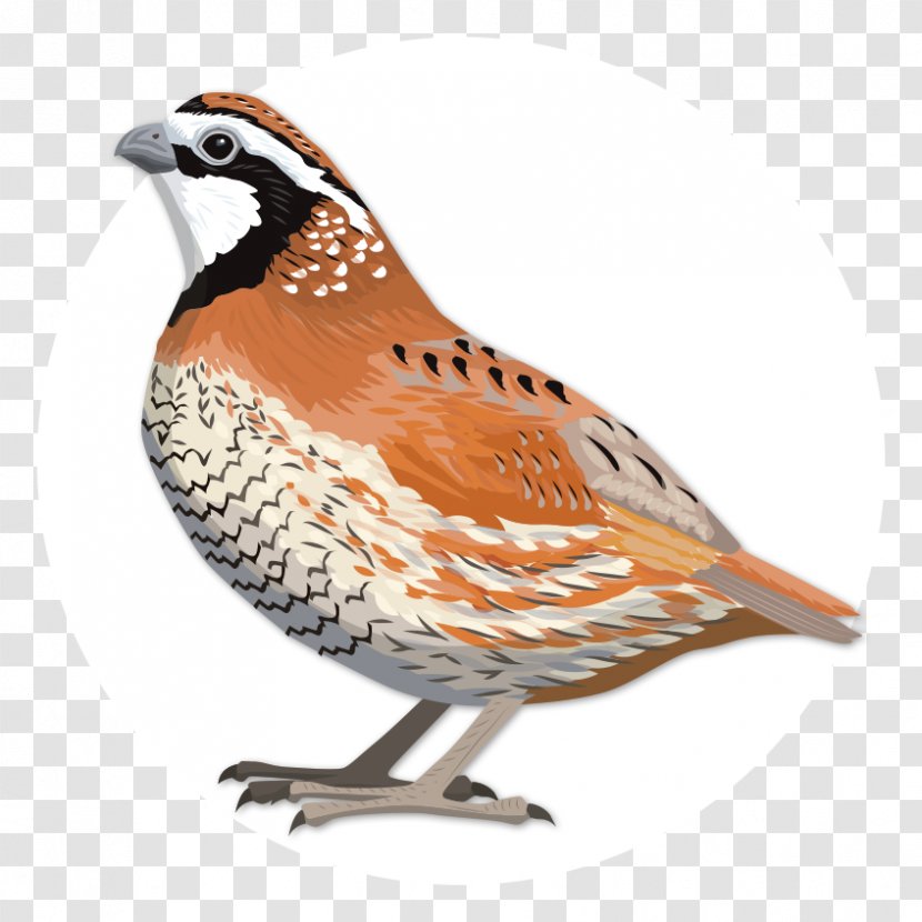 Quail Oyster Bay Birdwatching Northern Bobwhite - Fauna - The Feature Of Barbecue Transparent PNG