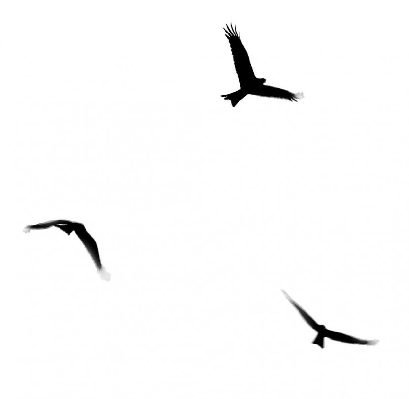 Bird Flight Clip Art - Crane Like - Gull Transparent PNG