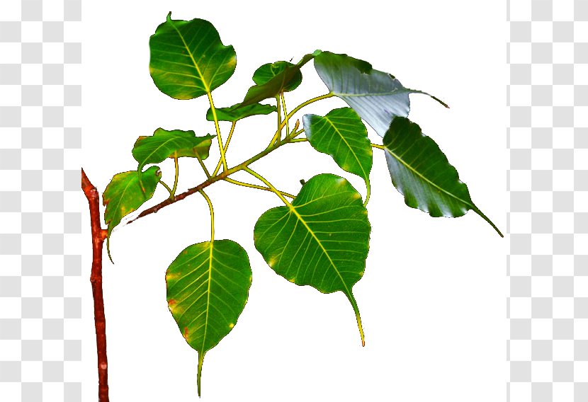 Bodhi Tree Branch Leaf Ficus Religiosa - Banyan - Leaves Picture Material Transparent PNG