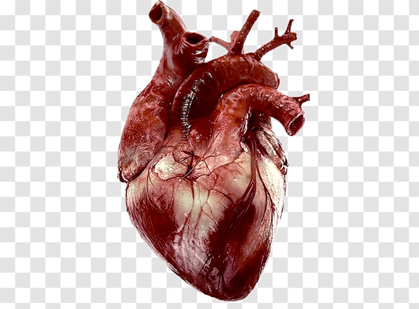 Tenor Heart Human Anatomy - Watercolor Transparent PNG