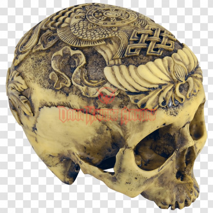 Human Skull Anatomy Skeleton Skulls Unlimited International Transparent PNG