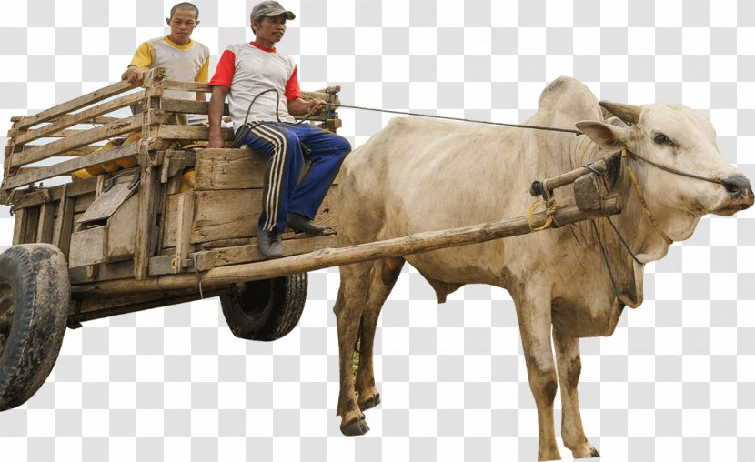 Cattle Ox Bullock Cart Vehicle - Warehouse Transparent PNG