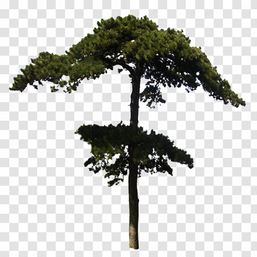 Pine Tree Garden Plant Macrophanerophytes - Bonsai Transparent PNG