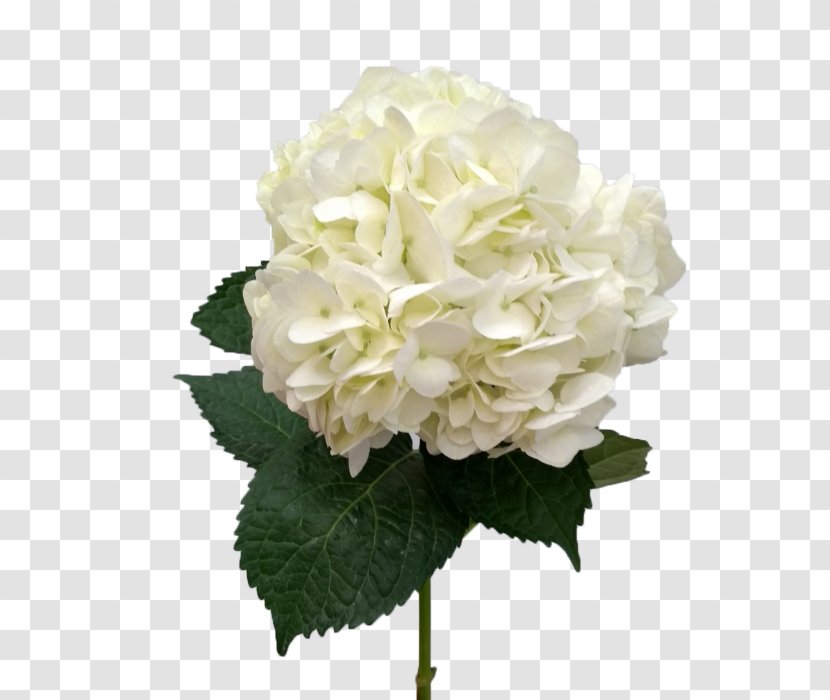 Hydrangea Cut Flowers Flower Bouquet Artificial - White Transparent PNG