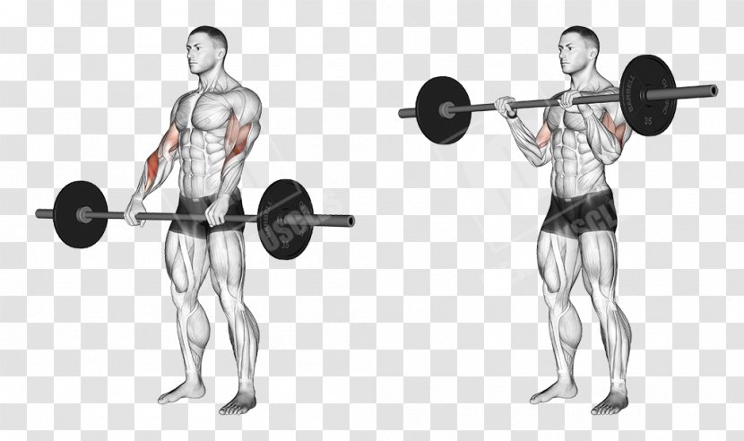 Biceps Curl Barbell Exercise Dumbbell - Flower - Arm Muscle Transparent PNG