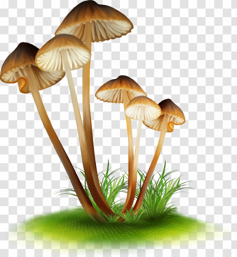 Edible Mushroom False Honey Fungus Drawing Enokitake - Armillaria Mellea Transparent PNG
