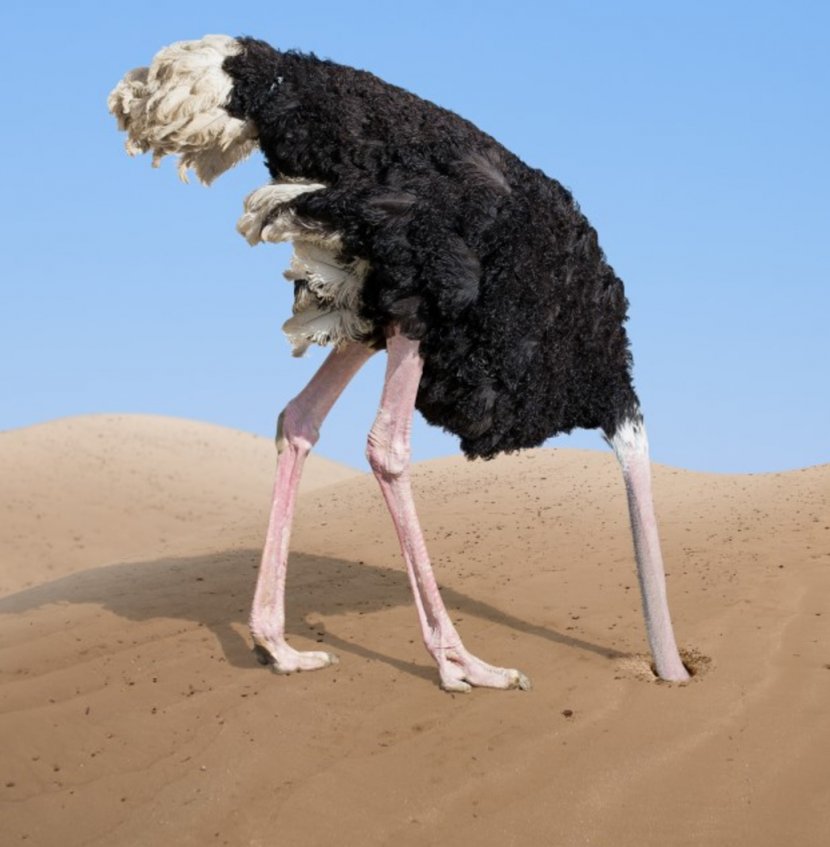 Common Ostrich Bird Effect Sand Animal - Ratite Transparent PNG
