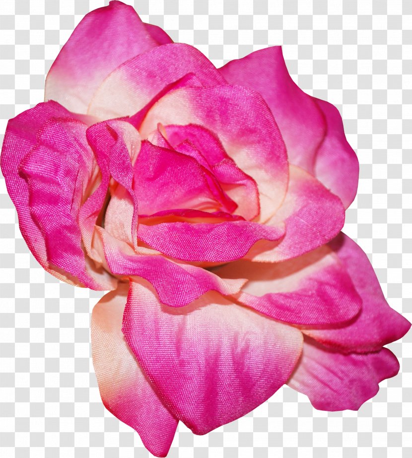 Garden Roses Centifolia Rosa Chinensis Floribunda Petal - Moth Orchid - Flower Transparent PNG