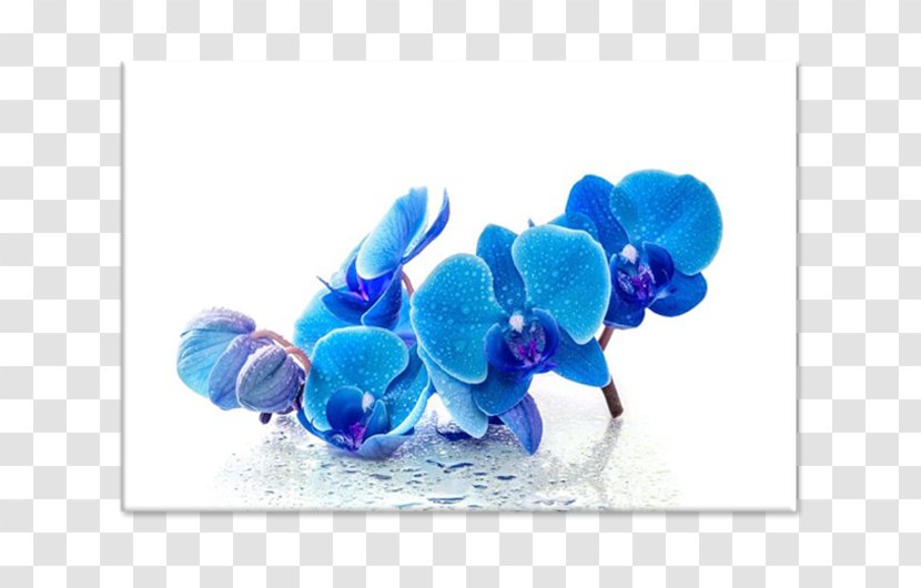 Blue Desktop Wallpaper Flower Image Orchids - Purple Transparent PNG