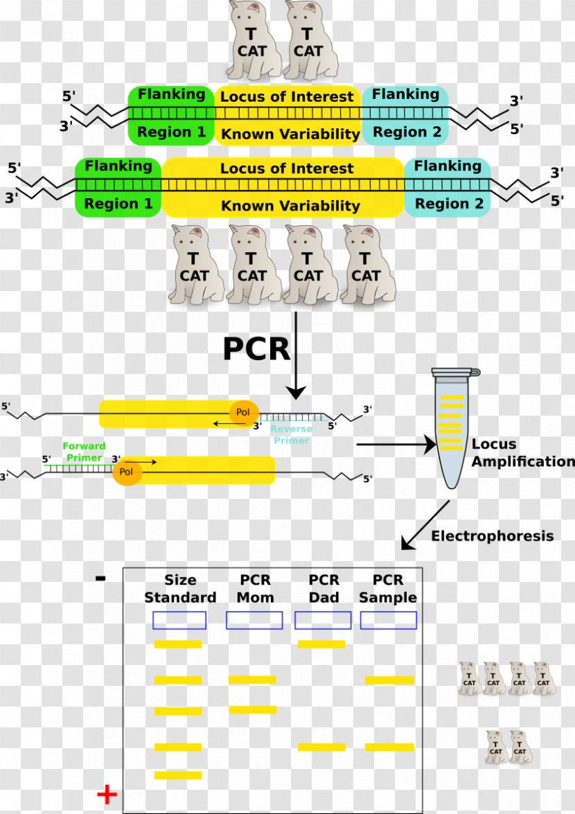 Polymerase Chain Reaction Variable Number Tandem Repeat Bovine Serum Albumin Nucleic Acid Sequence - PCR Transparent PNG
