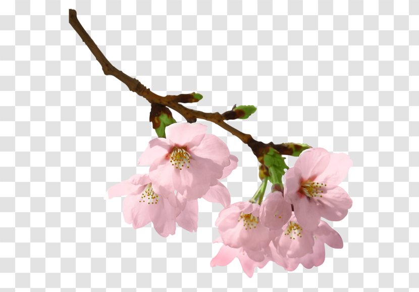 Spring Branch Clip Art - Photography Transparent PNG