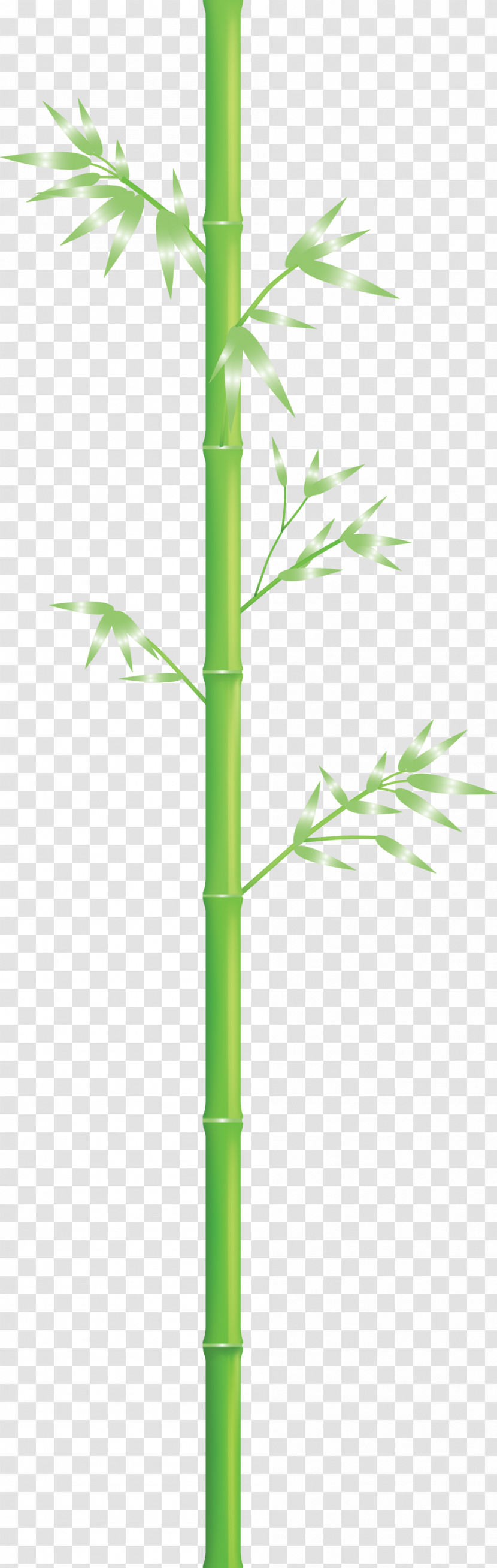 Bamboo Leaf Transparent PNG