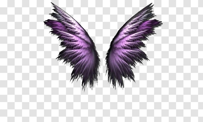 Clip Art Openclipart Color Image - Wing - Wings Transparent PNG
