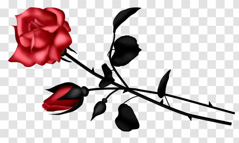 Garden Roses Cut Flowers Floral Design Plant Stem - Petal - Stork Transparent PNG