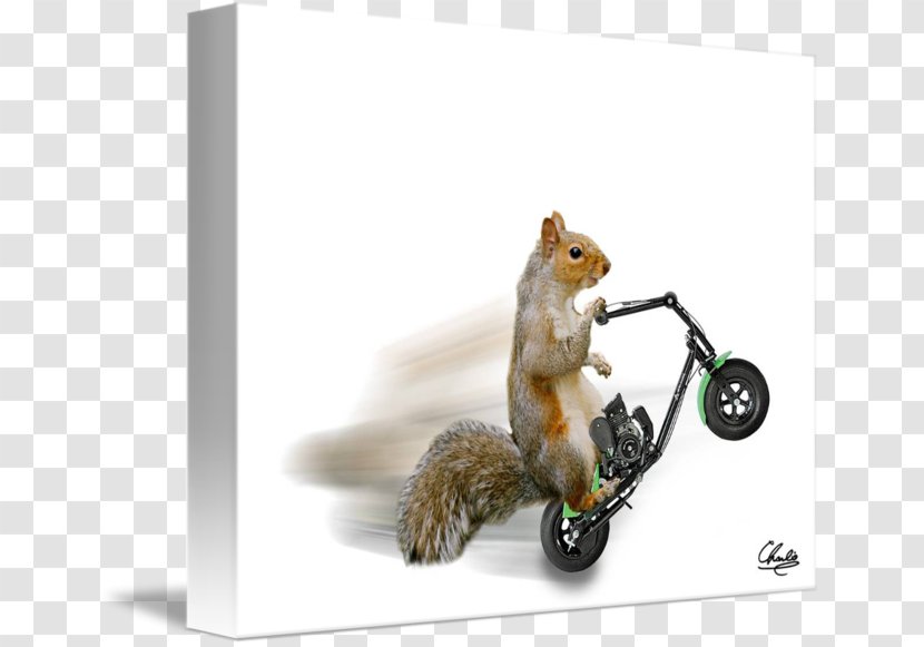 Chipmunk Squirrel 02021 - Fauna Transparent PNG