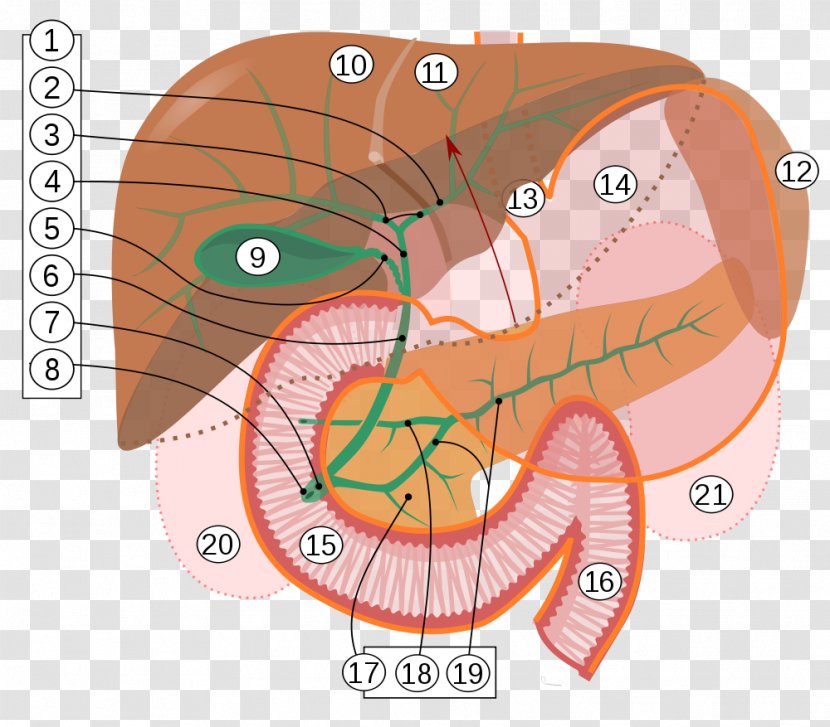 Digestion Lipid Fat Bile Lipase - Heart - Liver Transparent PNG