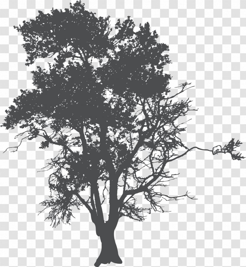 Tree Silhouette Poster - Trunk - Root Transparent PNG
