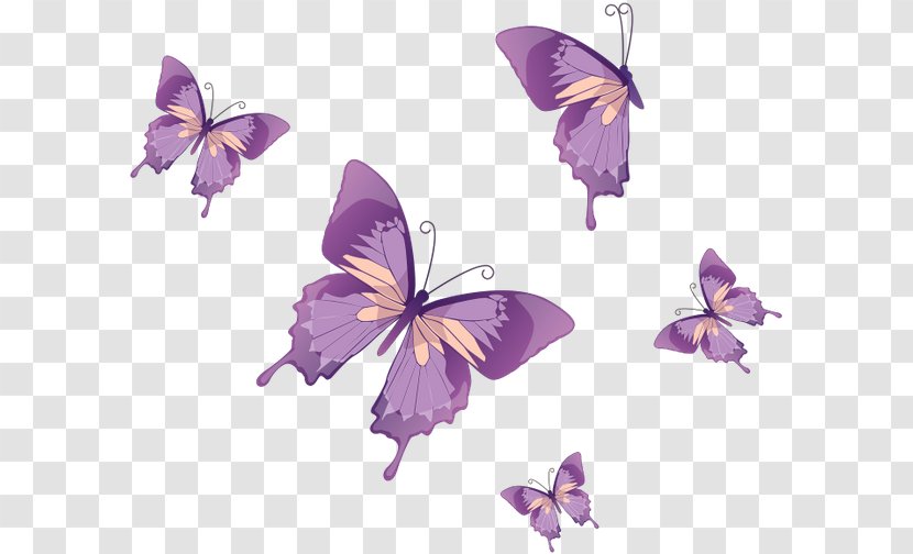 Monarch Butterfly Insect Transparent PNG