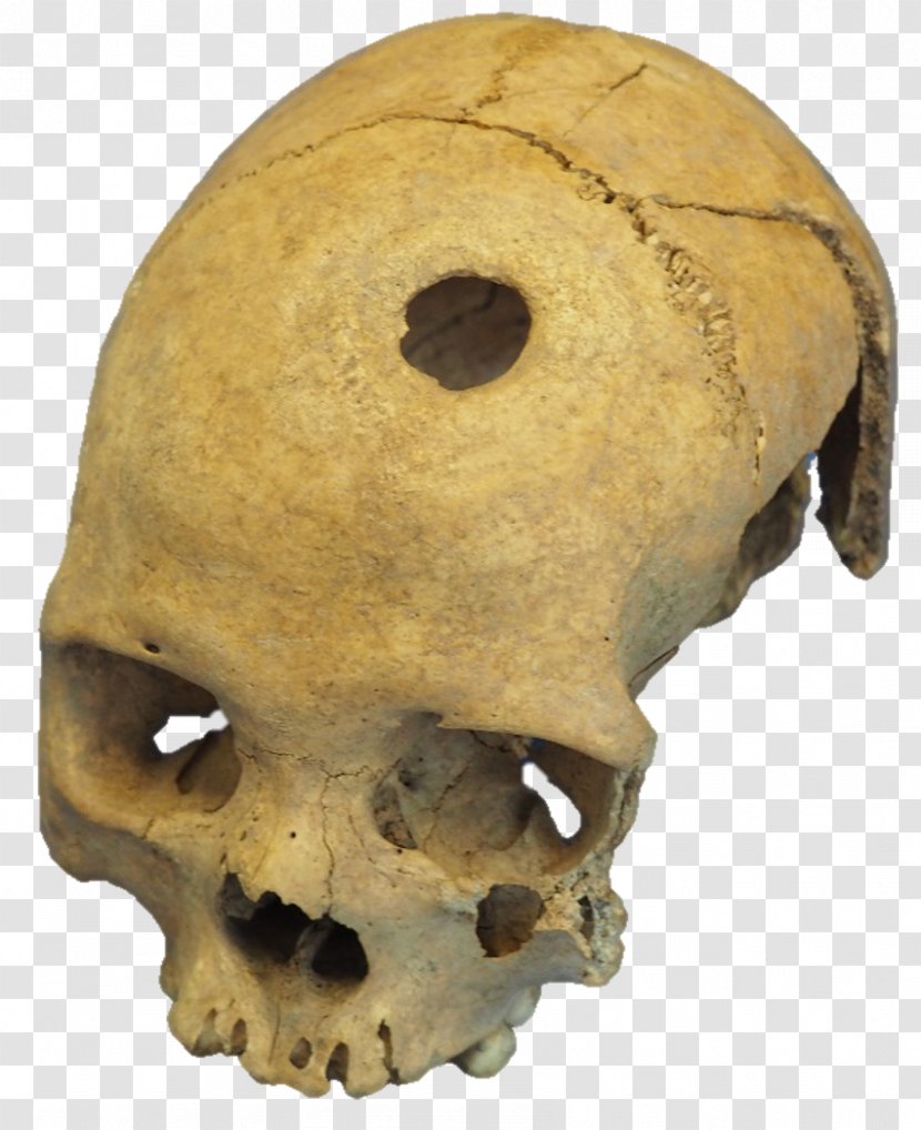 University Of Basel Tautavel Man Snout - Skeleton Transparent PNG