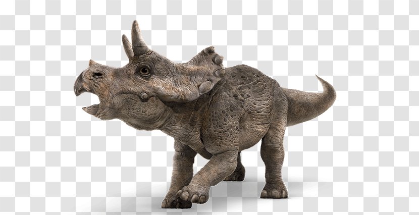 Baby Triceratops Tyrannosaurus Jurassic Park Dinosaur - Horn Transparent PNG
