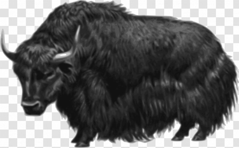 Domestic Yak Drawing Clip Art - Terrestrial Animal - Hairy Transparent PNG