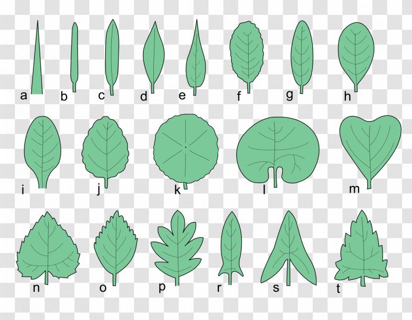 Leaf Shape Tree Plant Cupressus - Shapes Leaves Autumn Tags Handdrawn Transparent PNG