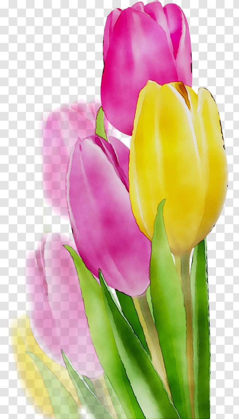 Tulip Cut Flowers Bud Plant Stem Purple - Crocus - Flower Transparent PNG