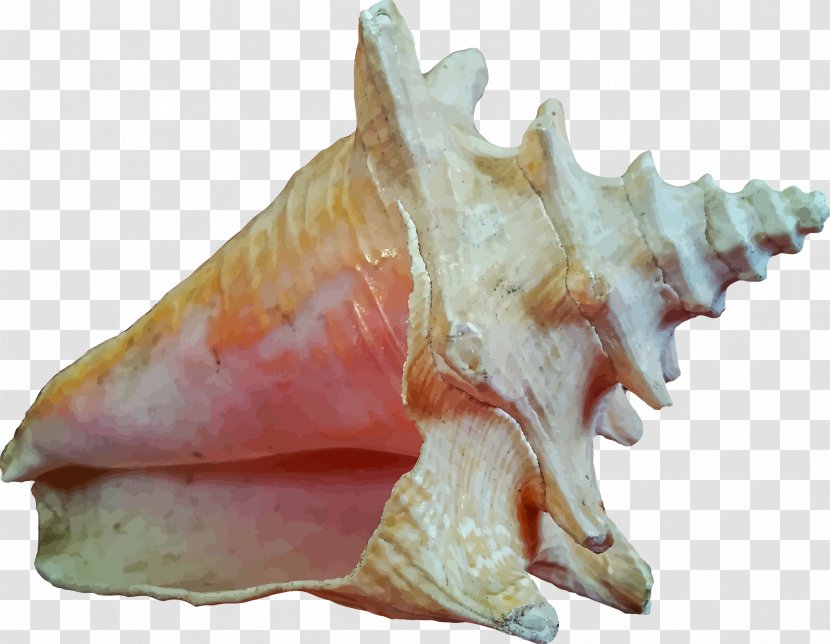 Seashell Invertebrate Ocean Clip Art - Sea Transparent PNG